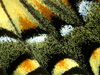 butterflywing2