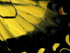 butterflywingclose