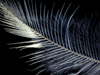 doorway-flowerbed-feathers