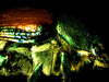 japanese_beetle