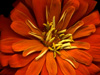 orange_beauty_s