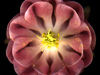 pink_flower_s