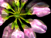 purp_flower_s