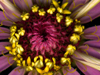 purpleyellowflower_s