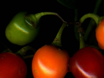 berries