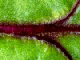 BEETLEAF