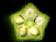 okra