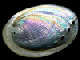 abalone