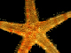 starfish_top