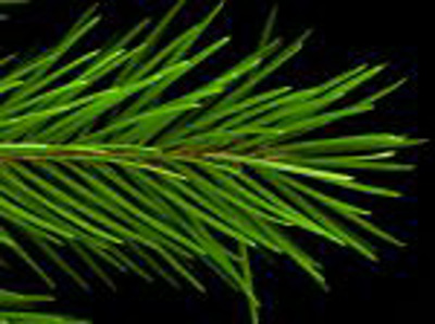 pine_cross_s