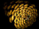 pine_angle_night_s