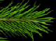 pine_cross_s