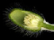 poppycrossection_s