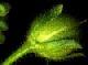 tiny_weed_s