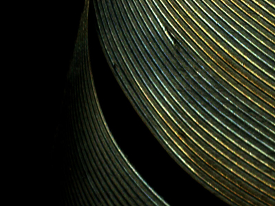 blackfeather