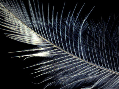 doorway-flowerbed-feathers