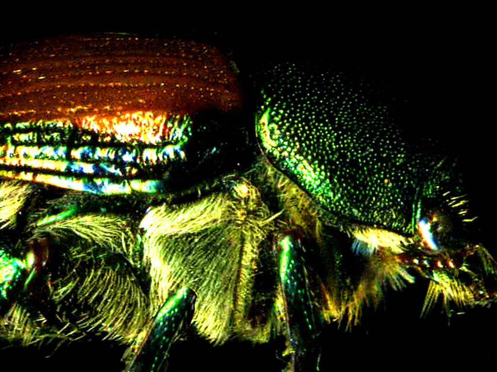 japanese_beetle
