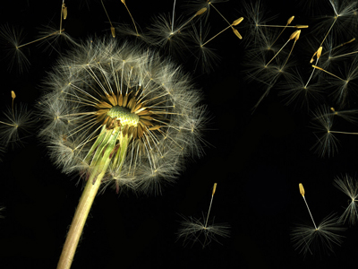 dandilion_head_s