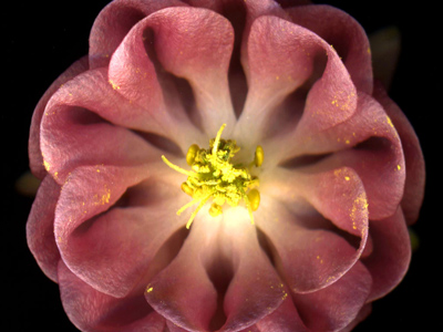 pink_flower_s