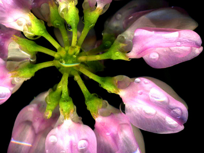 purp_flower_s