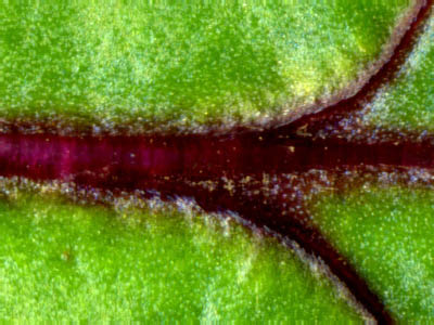 BEETLEAF