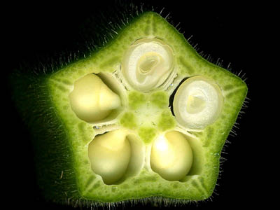 okra
