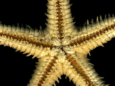 starfish_bottom