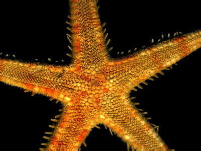 starfish_top