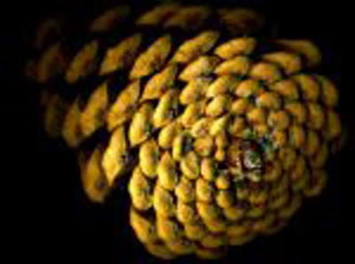 pine_angle_night_s