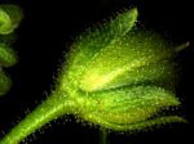 tiny_weed_s